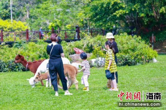 春節(jié)假期游客在保亭暢享悠閑時(shí)光。保亭縣委宣傳部供圖