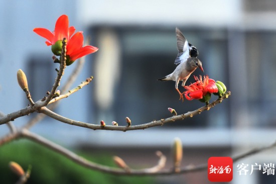 在木棉花上吸花蜜的小鳥。記者 陳衛(wèi)東攝