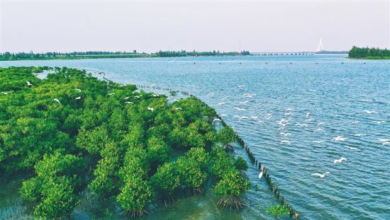 海口東寨港國家級自然保護(hù)區(qū)。 海南日報(bào)記者 張茂 攝