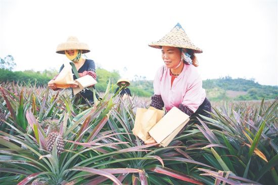 鳳梨豐收果飄香 在位于儋州市排浦鎮(zhèn)黑石村的海南泰紳農(nóng)業(yè)科技有限公司鳳梨種植基地，2750畝鳳梨即將采摘。日前，在基地務(wù)工的村民為鳳梨套袋。通訊員 羊文彪 攝