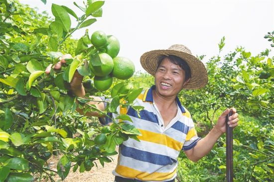 酸檸檬種出甜事業(yè) 位于儋州大成鎮(zhèn)可溝村占地400余畝的檸檬種植基地，種植檸檬約1.6萬株，帶動(dòng)38戶村民每戶年均增收上萬元。 通訊員 羅鑫 攝