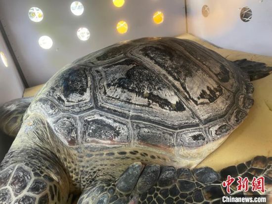 六只大海龜“特殊旅客”其中一只　南航供圖