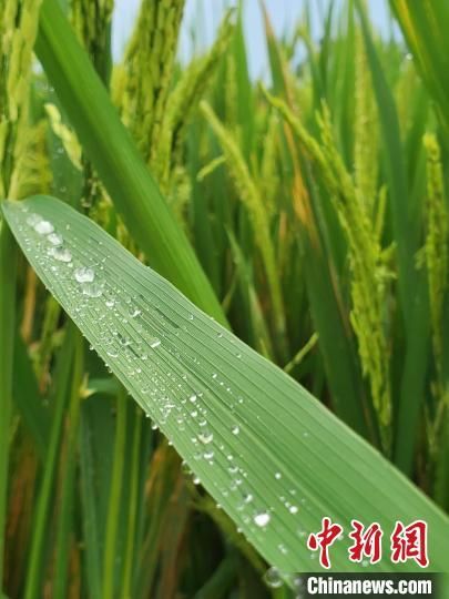   一場雨后，稻禾上聚集了雨滴�！⊥鯐员蟆z