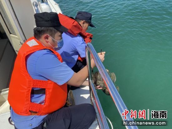 民警將兩只中華鱟放歸大海。海岸警察供圖