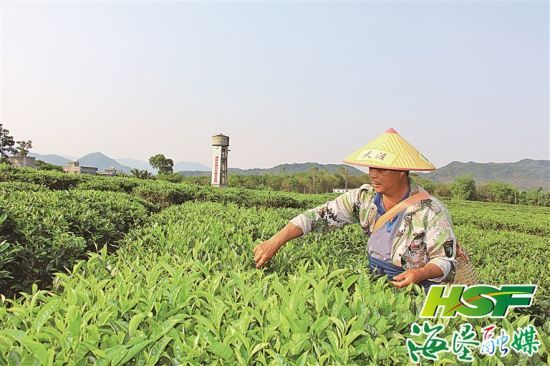 茶工李大基。 陸貴松 攝