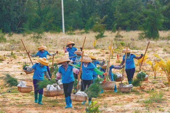 2022年植樹節(jié)，在昌江棋子灣，植樹“娘子軍”在流沙上栽種海防林樹苗。 本報記者 陳元才 攝