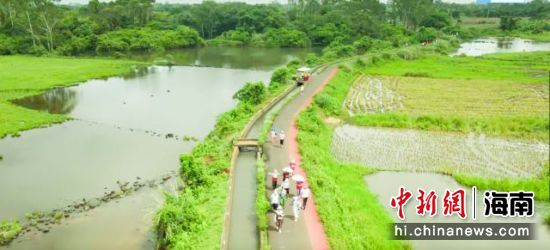 　跑友環(huán)繞潭豐洋省級濕地公園慢跑。龍華區(qū)供圖