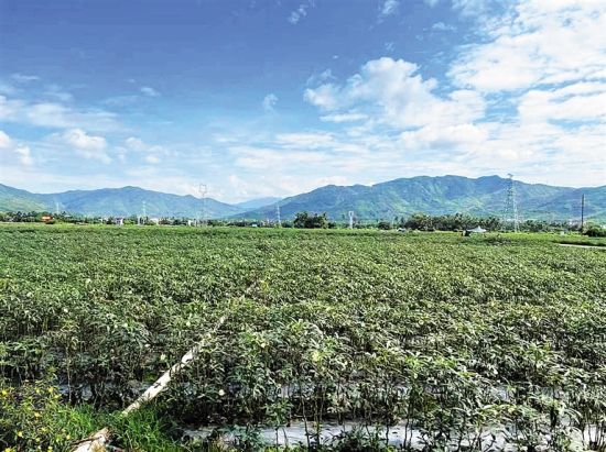 三亞農(nóng)戶種植的黃秋葵。