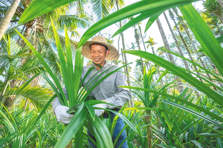 王有平在收割斑蘭葉。 本報記者 袁琛 攝