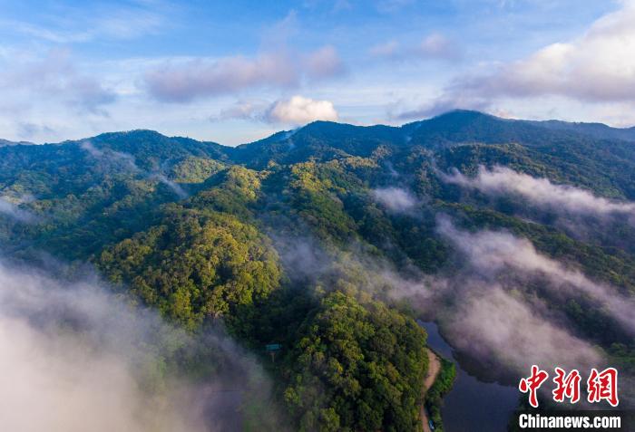 圖為航拍海南熱帶雨林國家公園�！●樤骑w　攝
