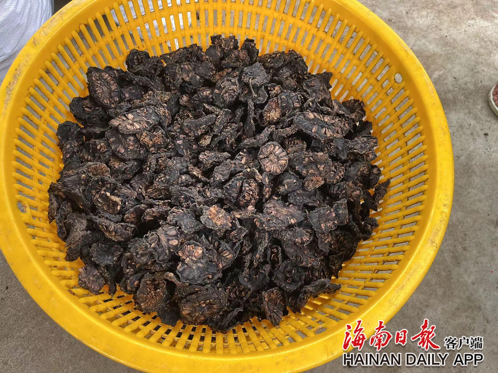 烘干后的諾麗果干     海南日?qǐng)?bào)記者張惠寧攝