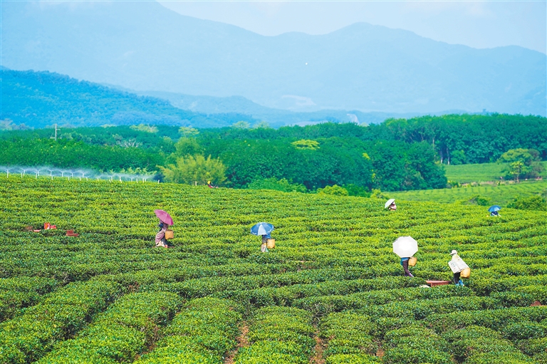  白沙黎族自治縣原生態(tài)茶園小鎮(zhèn)。本報記者 李天平 攝