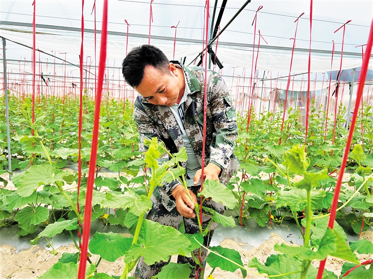 在昌江海尾鎮(zhèn)五大村一處哈密瓜棚里，種植戶正在查看哈密瓜苗長勢。