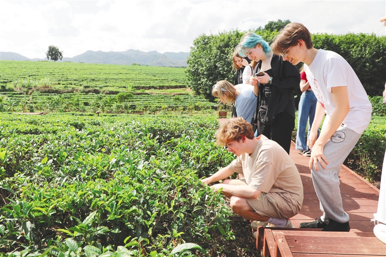 俄羅斯青少年在白沙了解茶樹(shù)種植管護(hù)技術(shù)。符妙瑾 攝