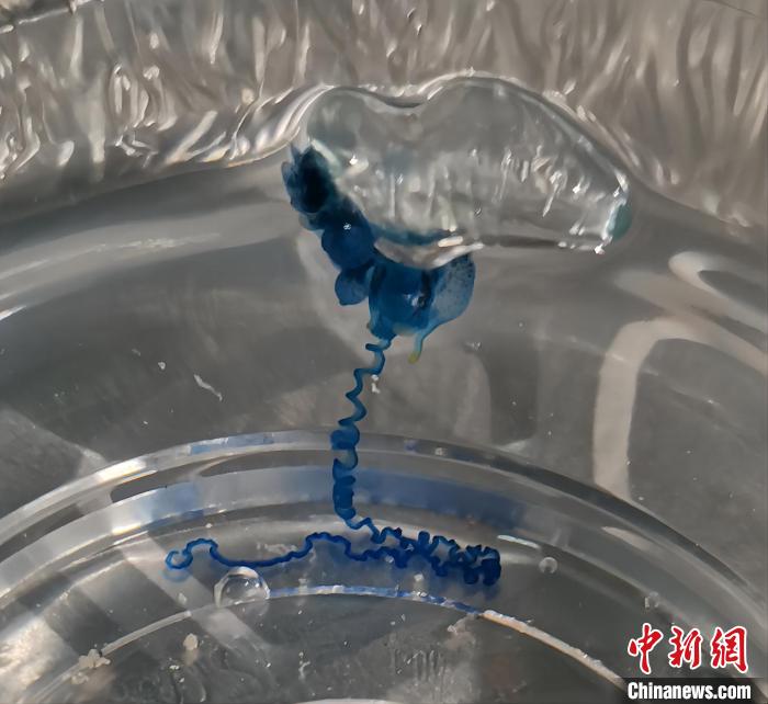 圖為藍(lán)瓶僧帽水母。王海山供圖