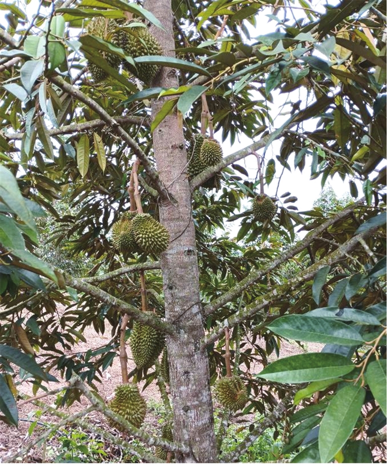 樂東種植的榴蓮。（受訪者供圖）