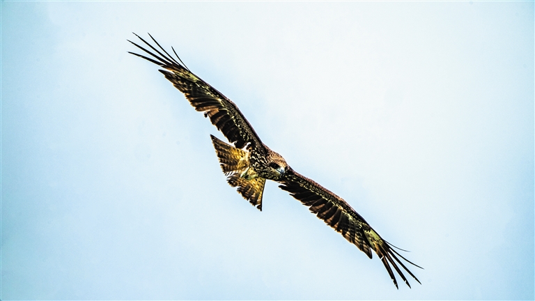 SW(xu)Milvus migrans SٵһN5(g)NwL(zhng)54-69wɫwغɫߺںɫɼyβ^L(zhng)ʲߌȵĺɫͺɫgеęMϢ_ƽԭݵԭ͵ɽ؎ҲڳǽҰ۞Ͽջ(dng)żҲF(xin)2000ϵĸɽɭֺ־؎