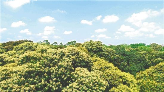 �？谟琅d鎮(zhèn)一荔枝園內(nèi)荔枝花開正茂。通訊員 陳昌卓 攝