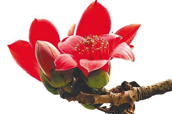昌江七叉鎮(zhèn)的木棉花綻放，吸引游客前往賞花。 海南日?qǐng)?bào)記者 陳元才 通訊員 楊耀科 攝