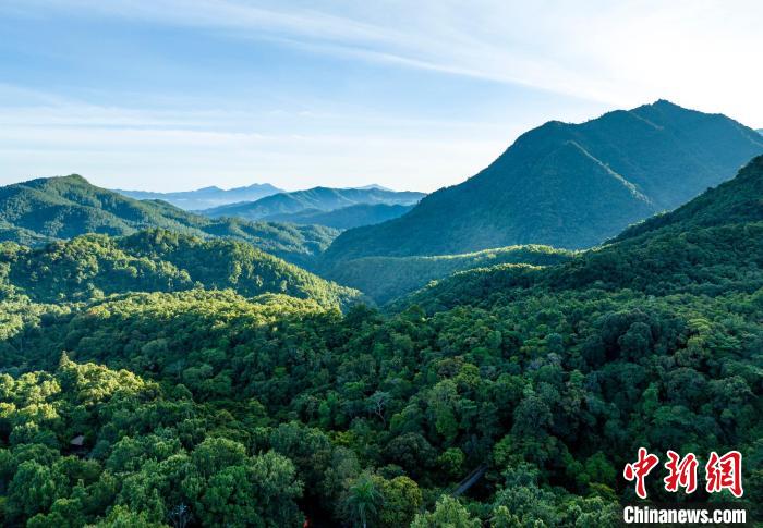 圖為2023年6月，航拍海南熱帶雨林國家公園五指山片區(qū)。中新網(wǎng)記者 駱云飛攝